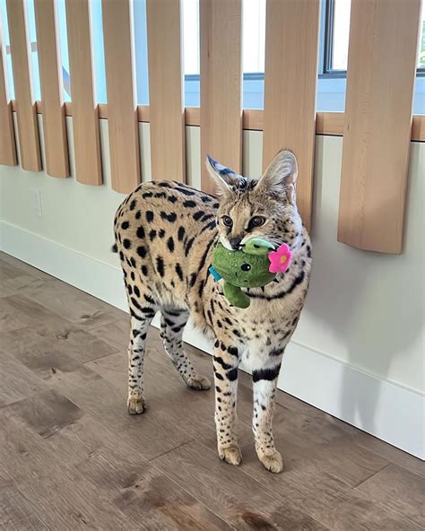 where does chloe the serval cat live|african serval cat.